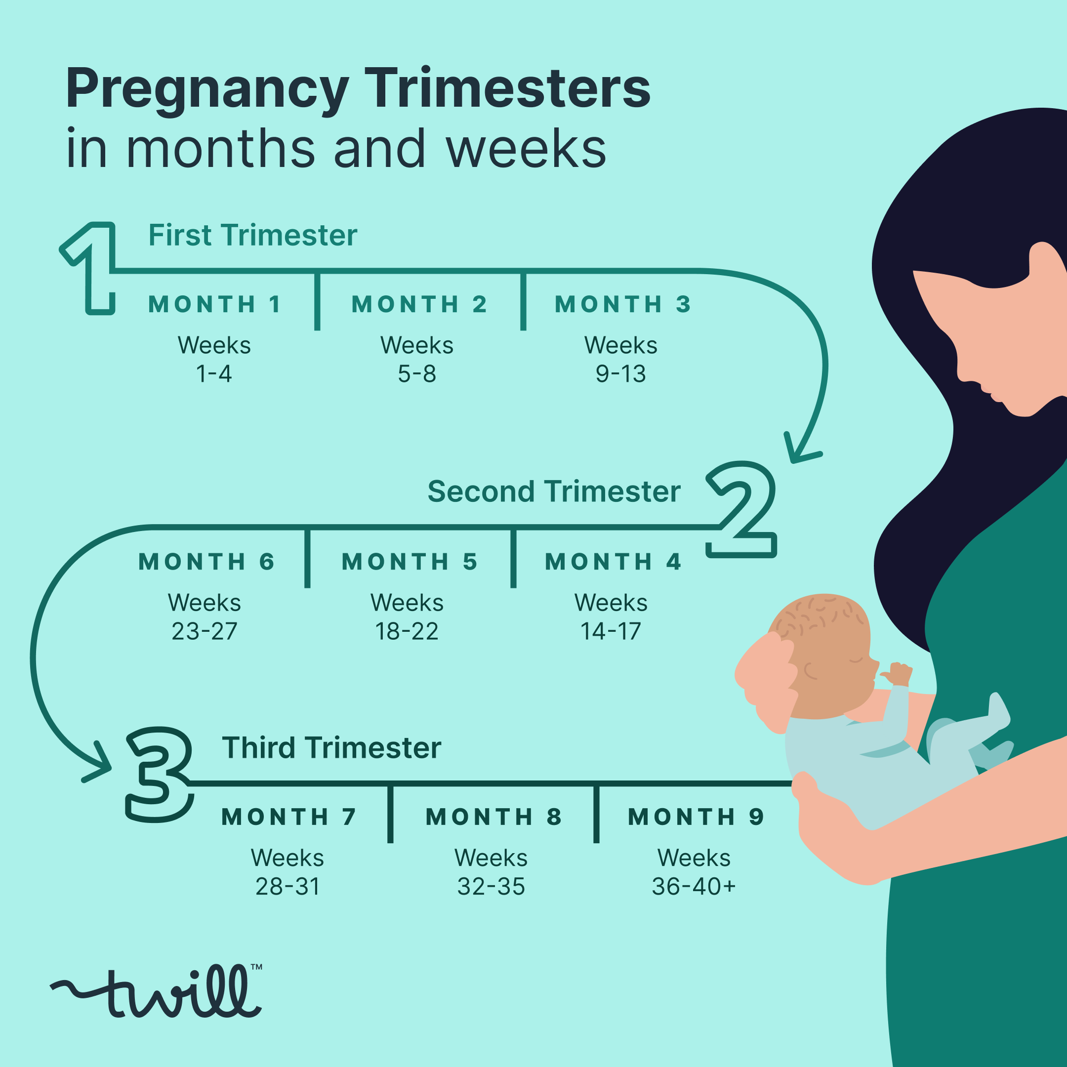 Pregnancy In Trimesters Months And Weeks Twill Care