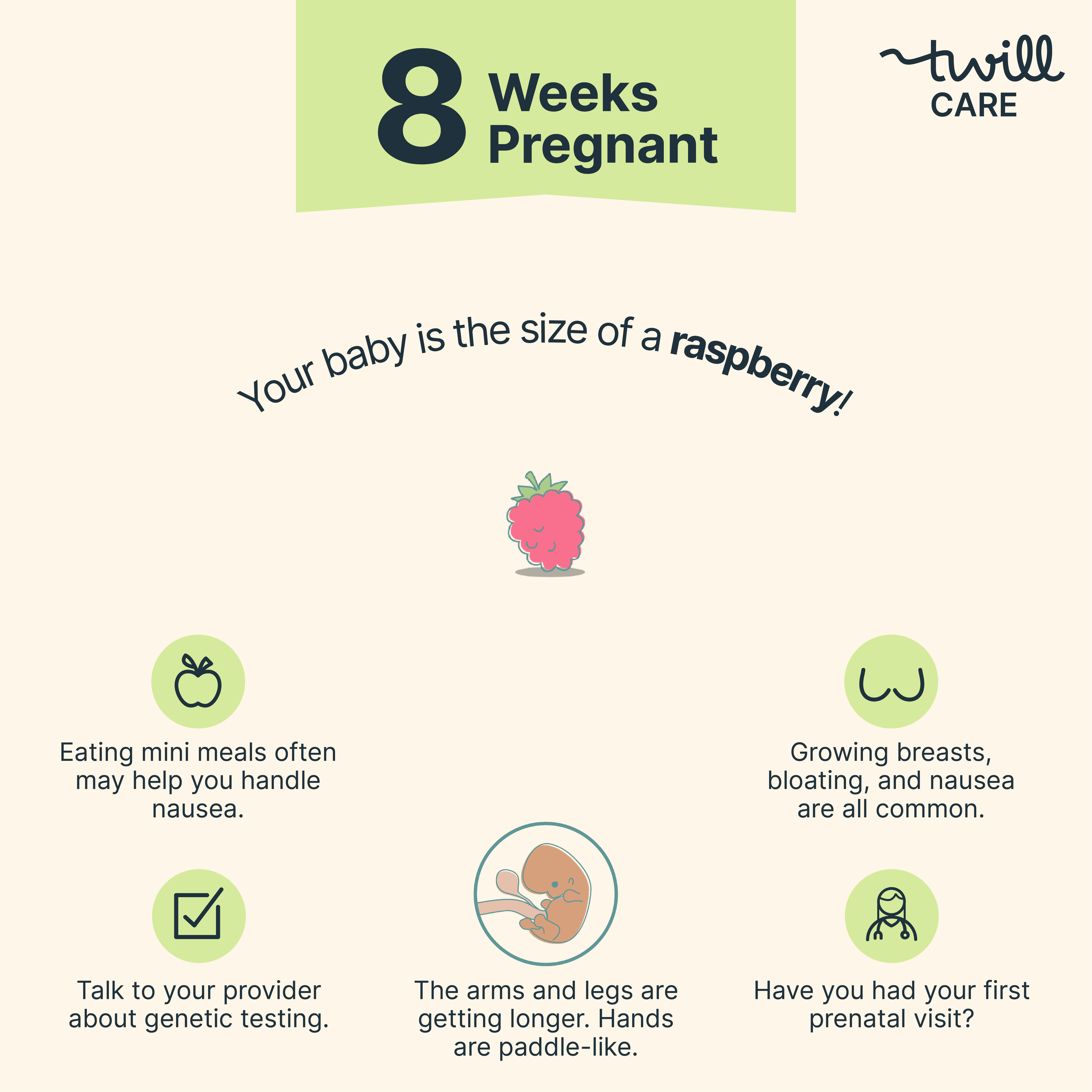 8 Weeks Pregnant Pregnancy Week by Week Twill Care