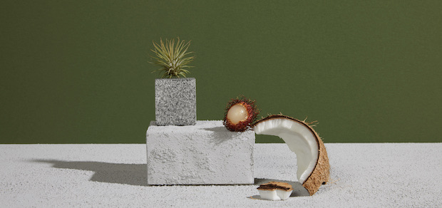 coconut shell, lychee and aloe resting on rough surfaces