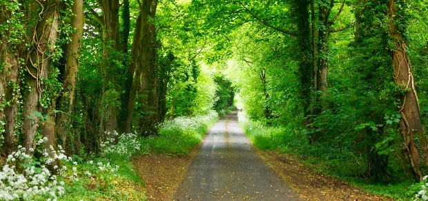 a tree-lined path