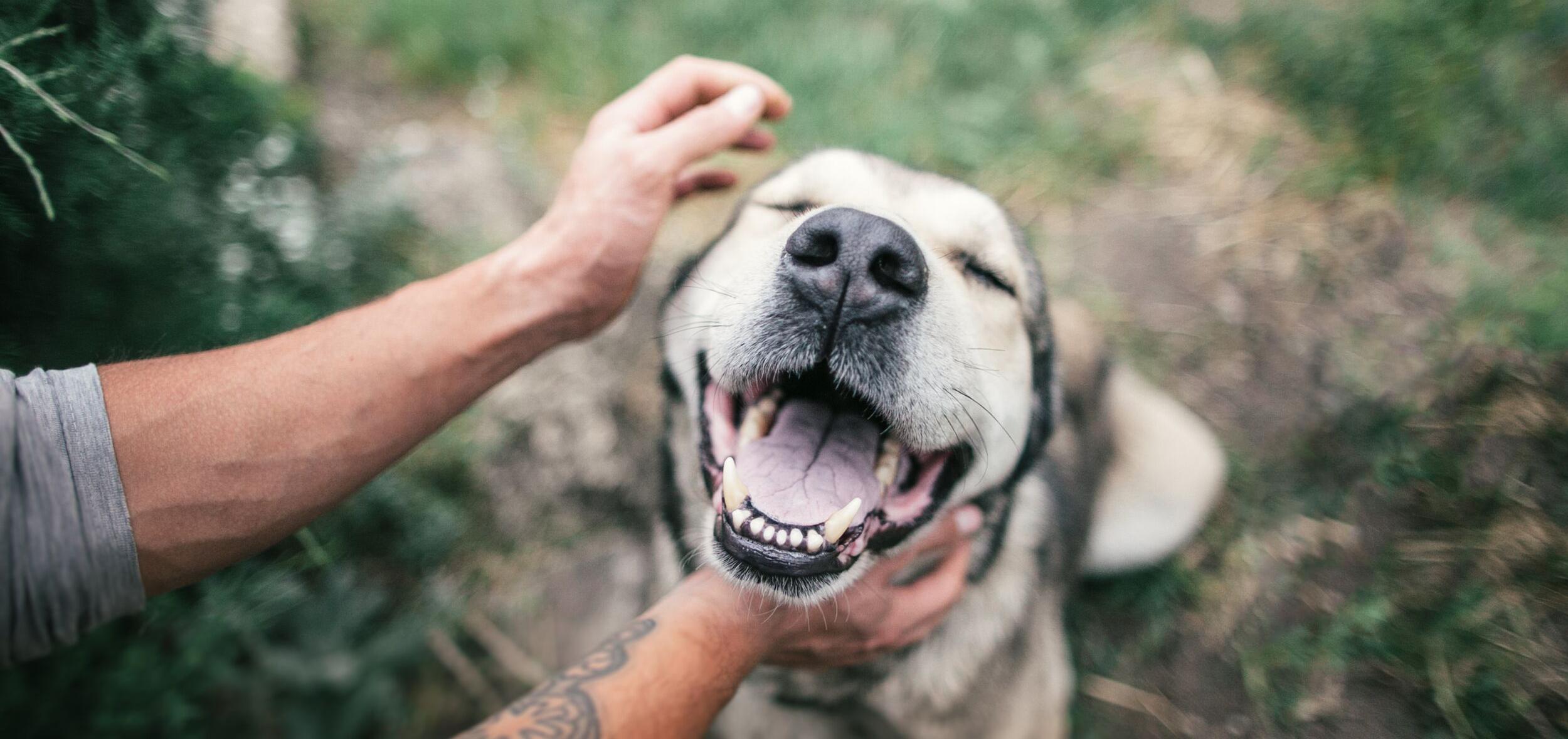 man petting a dog