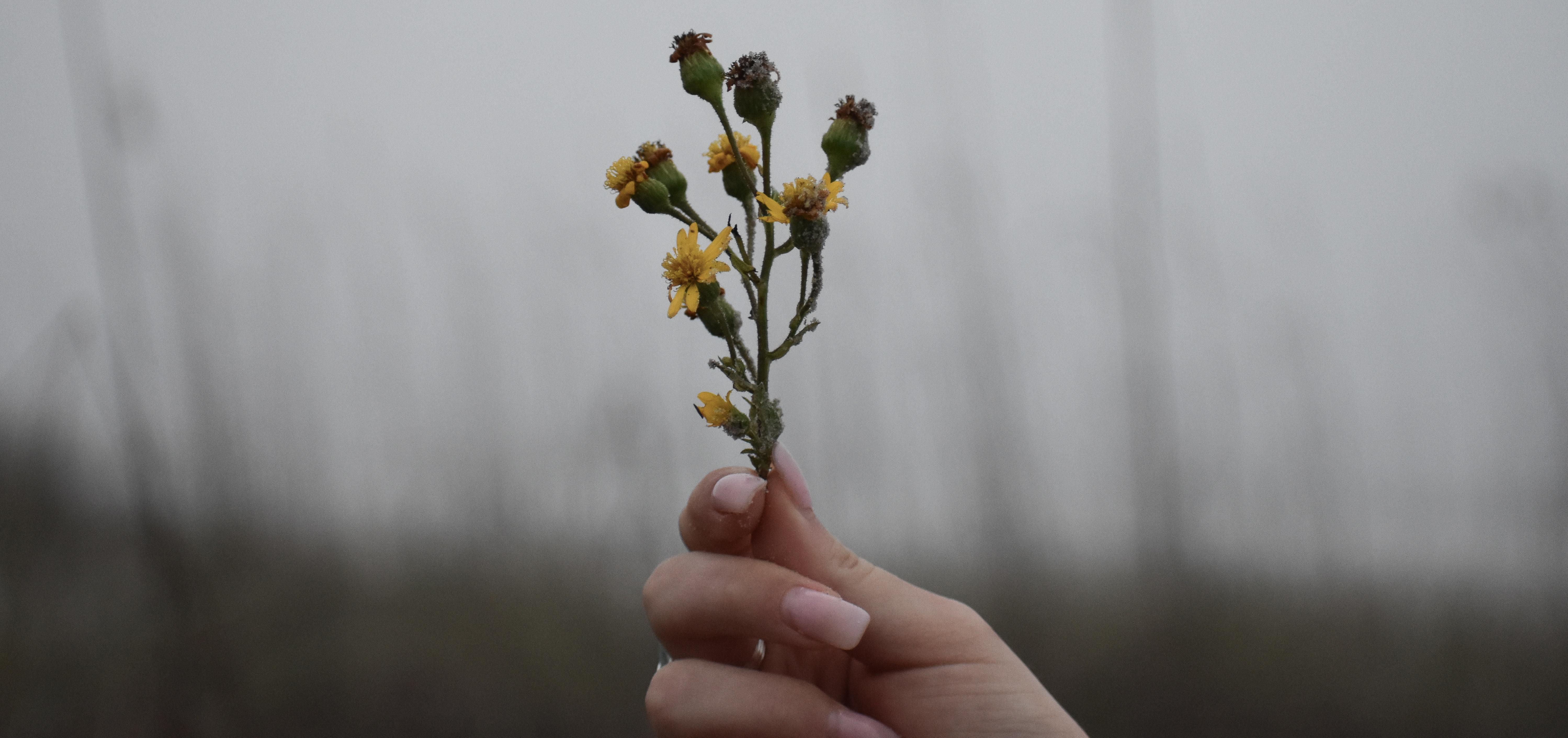 a hand holding a bunch of flowers